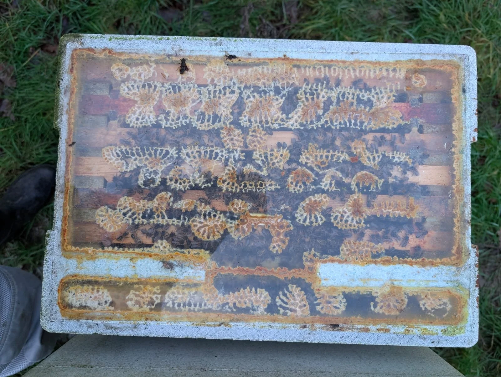 Treating the bees against infections in winter. 