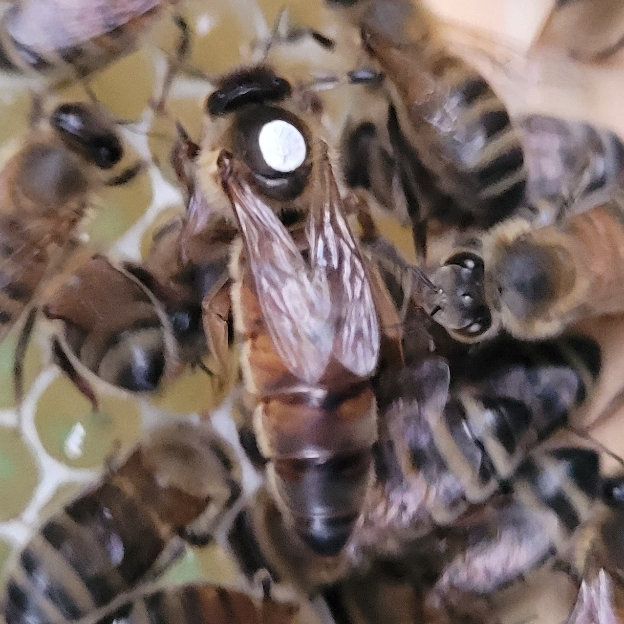 Elizabeth.  Our main Queen