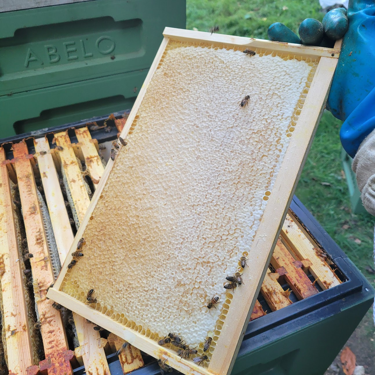 The bees filled up an entire brood box last year, we couldn't lift it off the hive