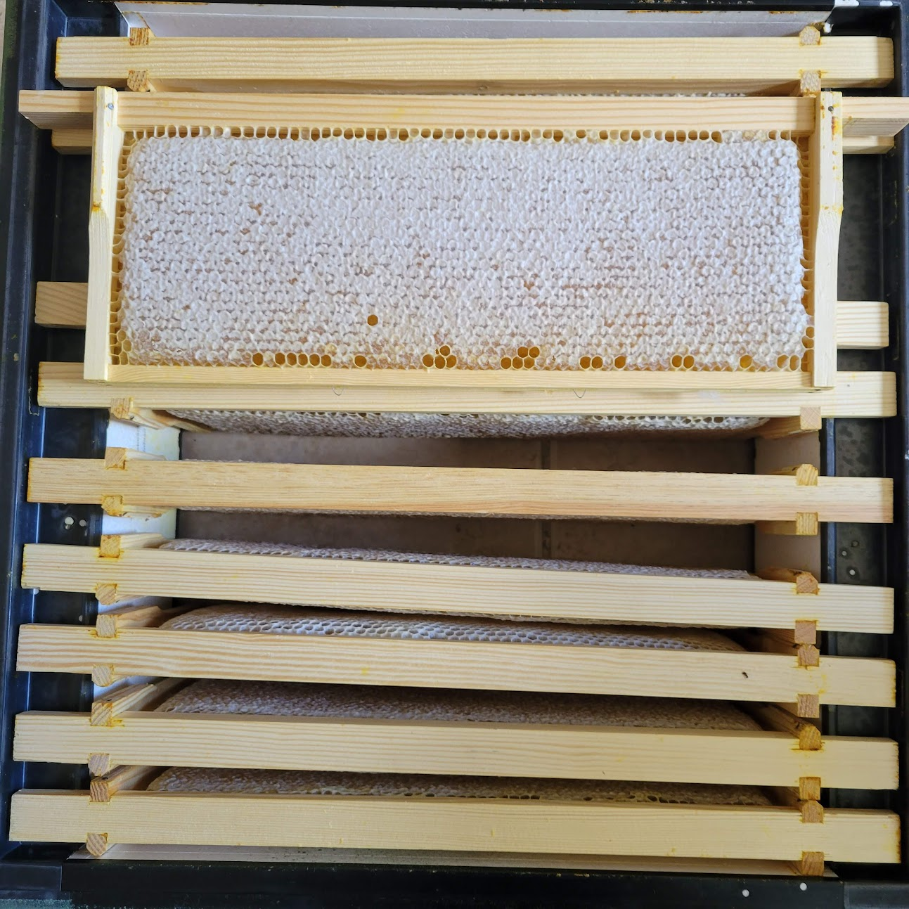 Honey capped and ready to extract