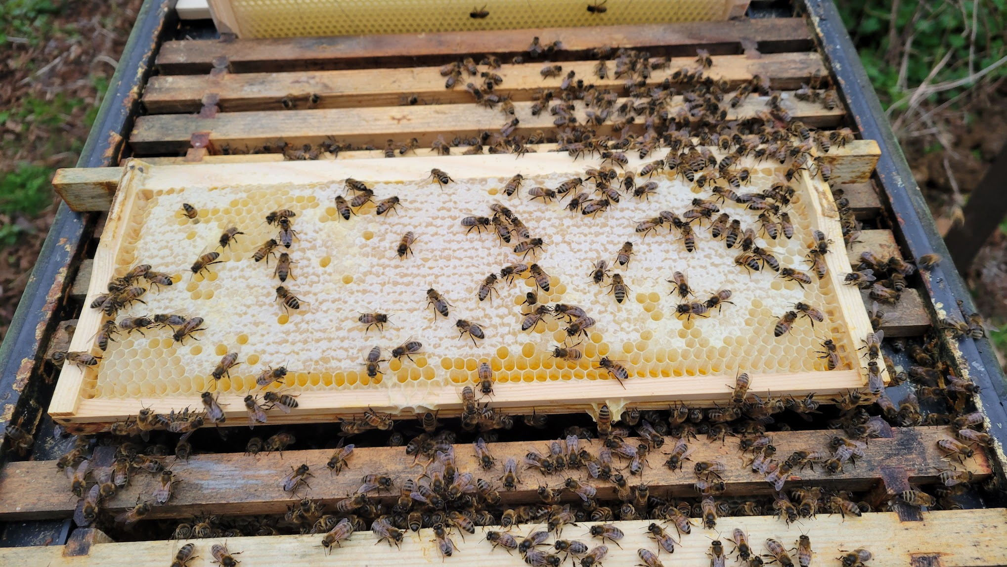 Honey capped and ready to extract