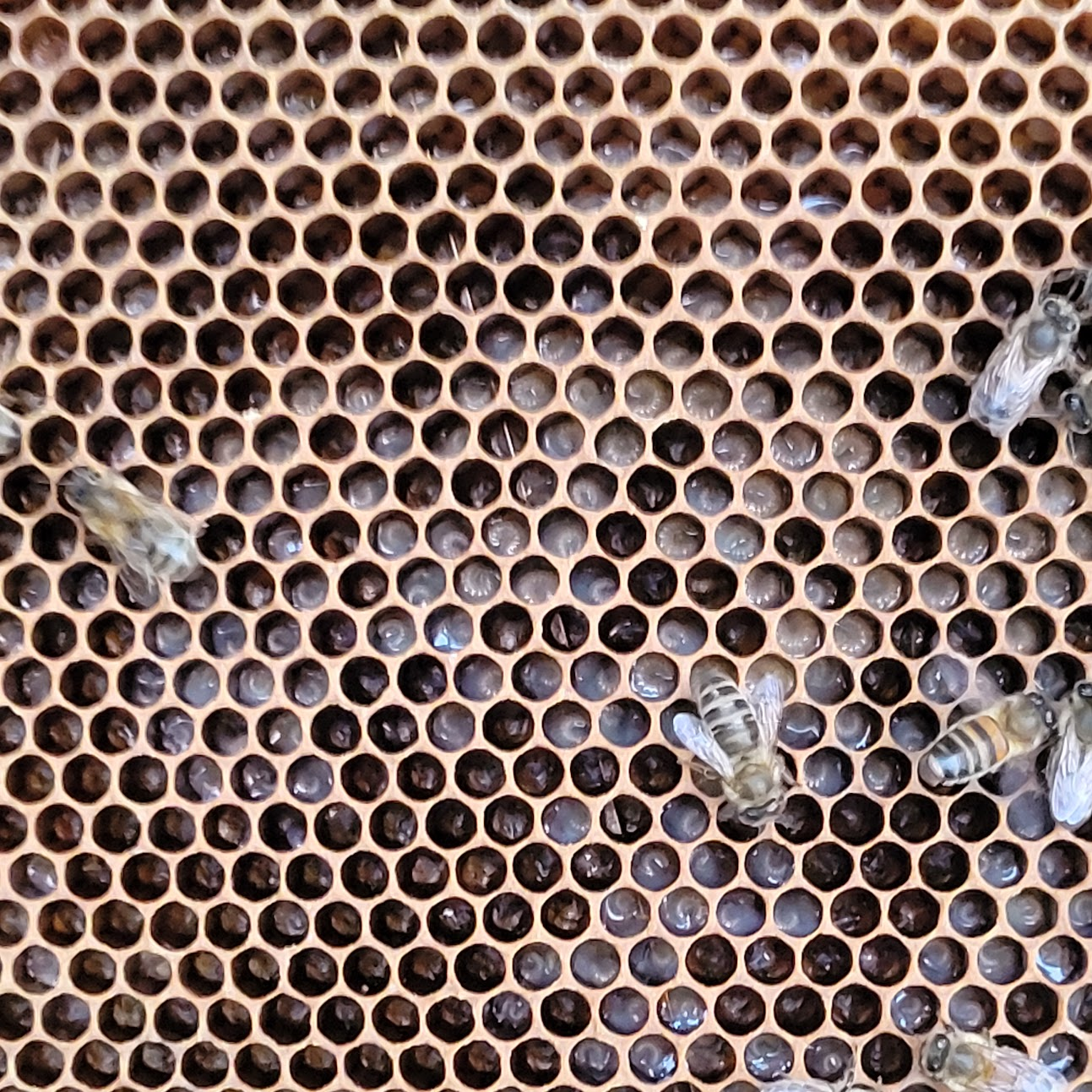 Brood - baby bee eggs