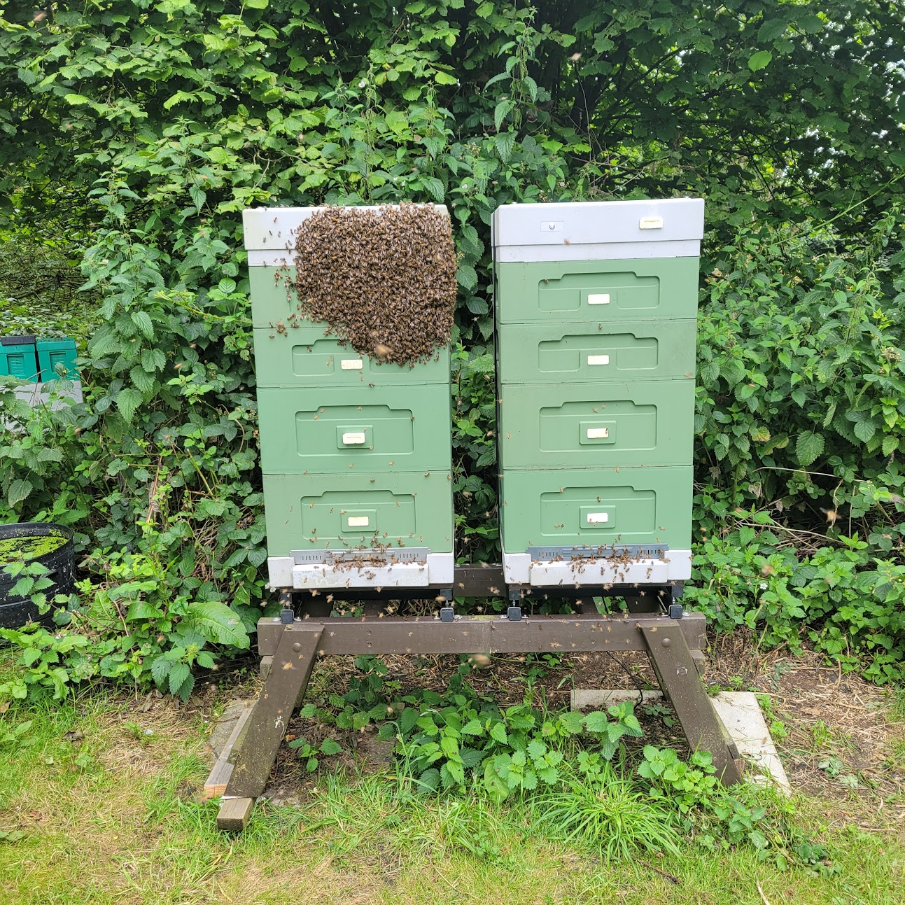 A swam tried to move into one of our hives