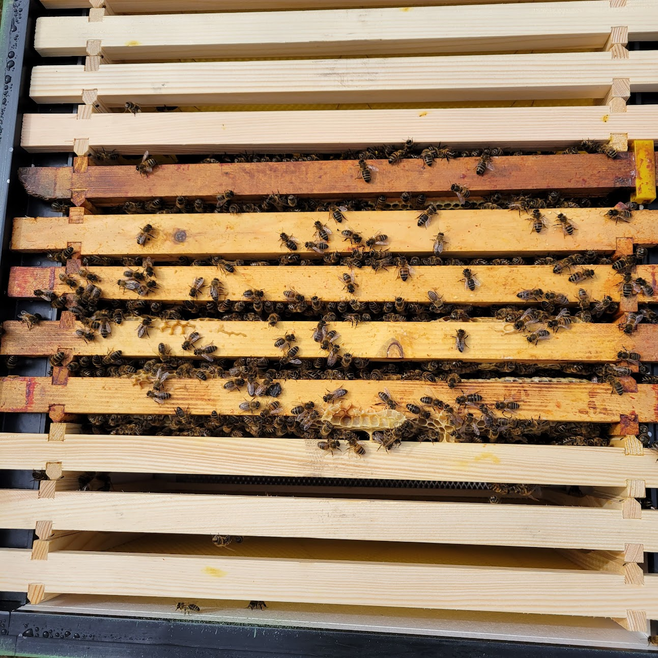 This is how you start a hive, with a good 6 frame Nuc