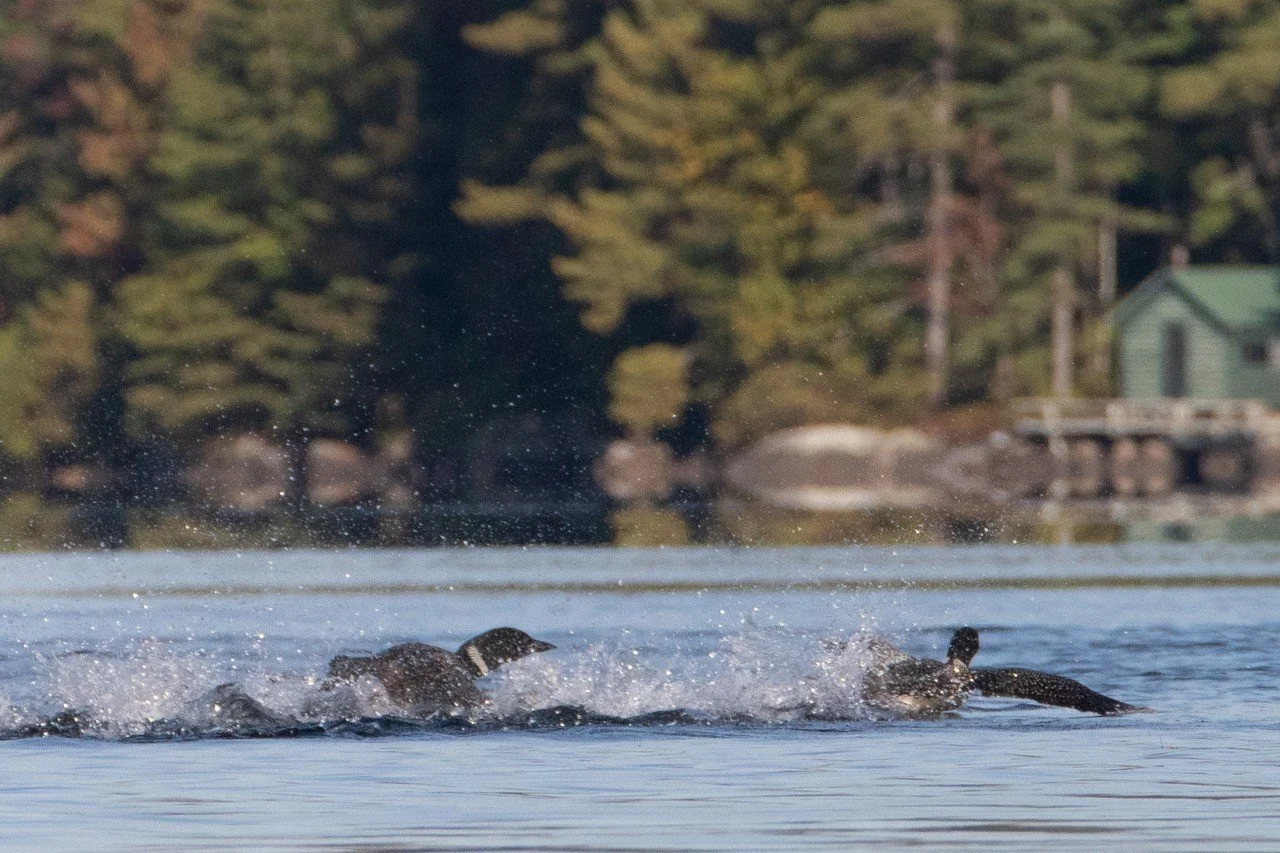 Loon Reality Loon Facts | Protect Loon Habitats Today — Adirondack Center for Loon ...