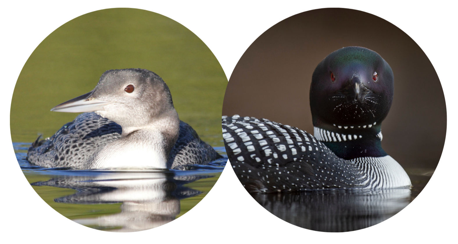 Loon Facts | Protect Loon Habitats Today — Adirondack Center for Loon ...