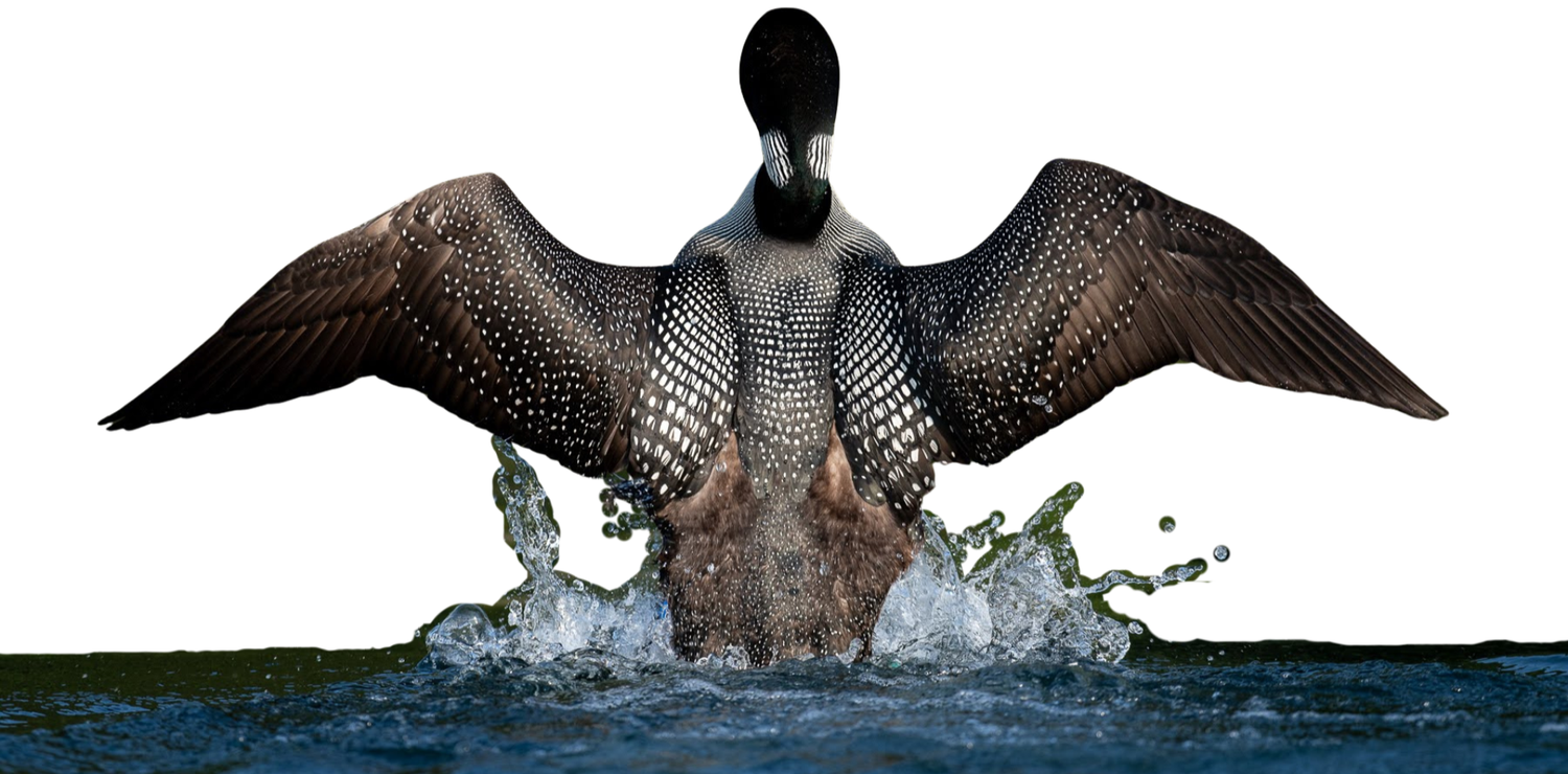 Loon Facts | Protect Loon Habitats Today — Adirondack Center for Loon ...