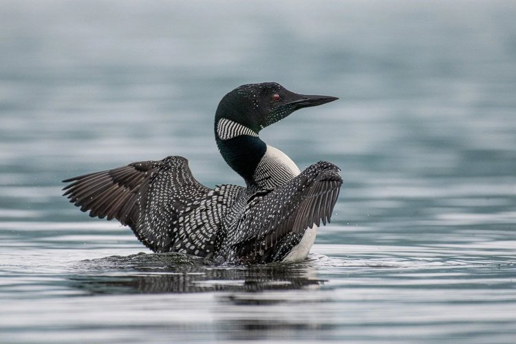 Adirondack Center for Loon Conservation | Protect Loons Today — Join ...