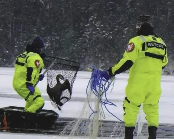Rescue: Iced-in Loon on Clear Pond