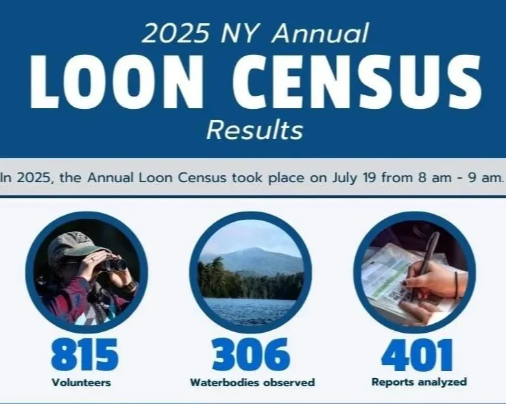 2025 NY Annual Loon Census Results Unveiled