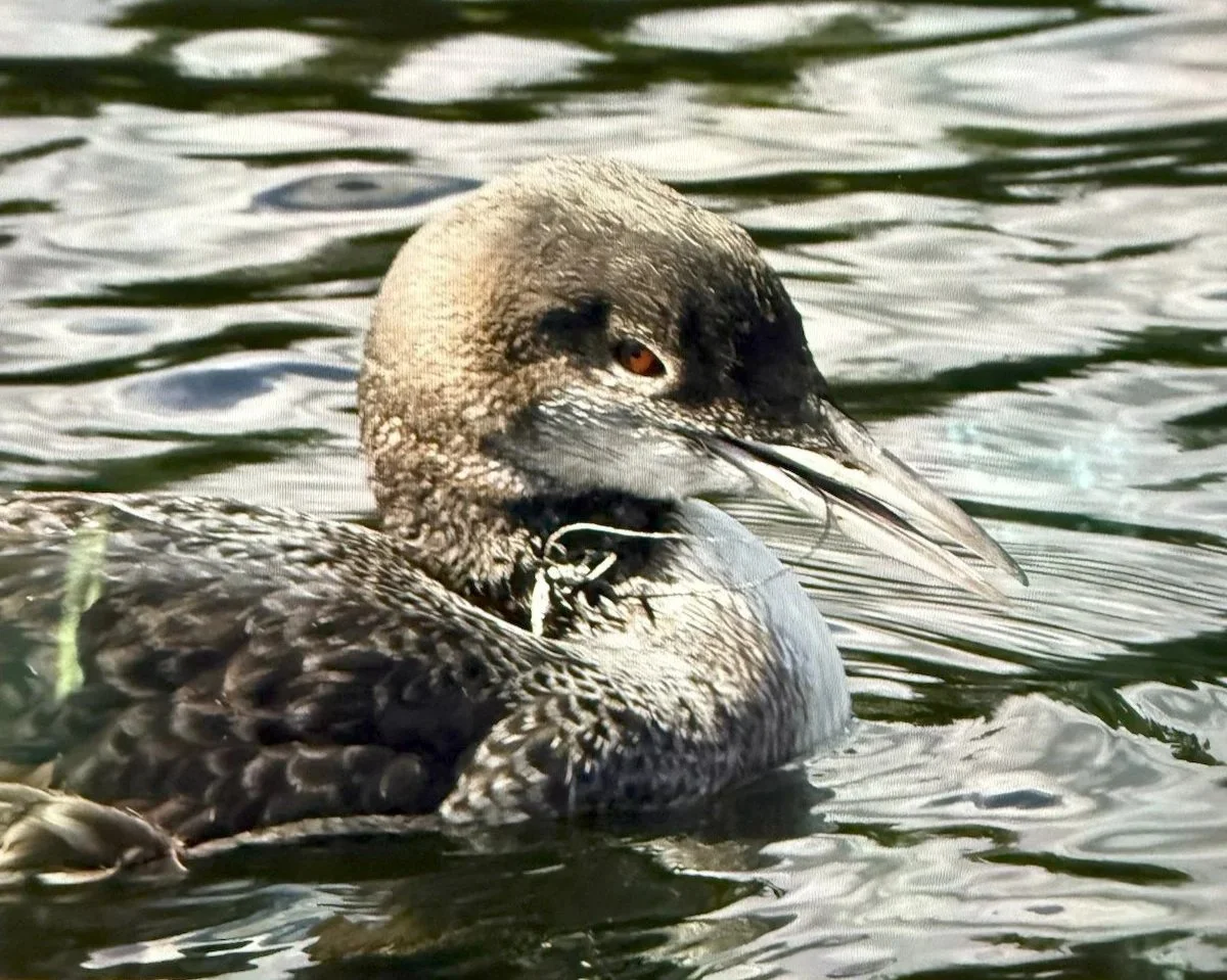 Rescue: Schroon Lake Loon Tangled in Line
