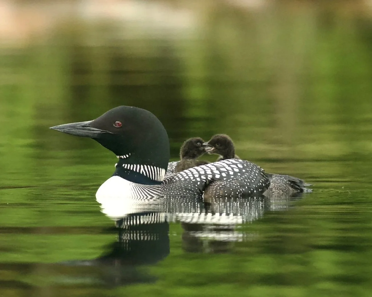 Summer Lake Monitors: Chance to Give Back