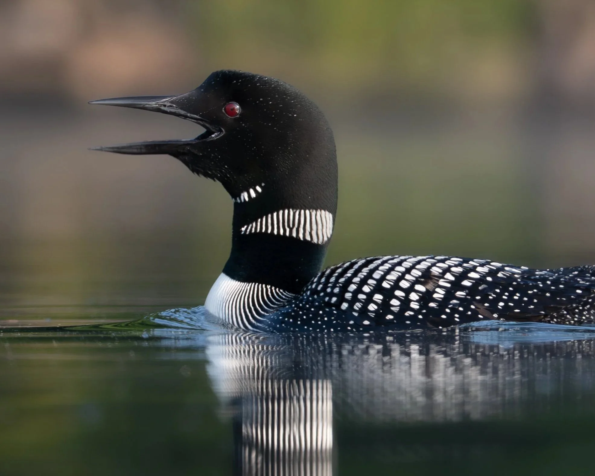 ACLC Hosts Wildlife Photography Paddles