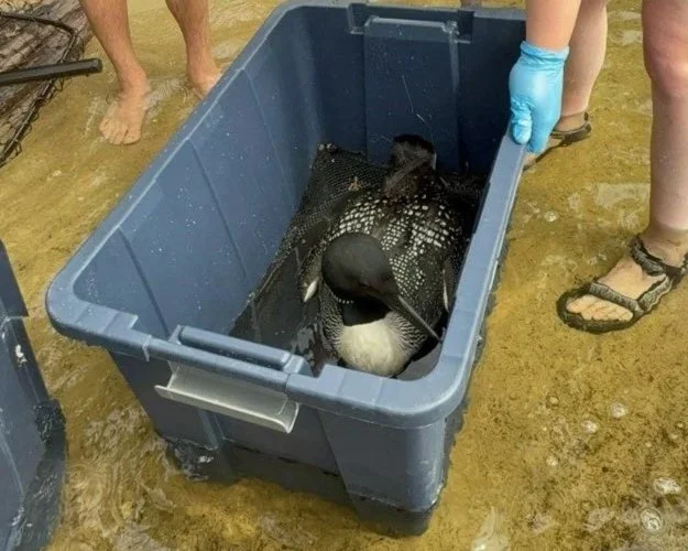 Beached Loon Rescue at Fern Lake