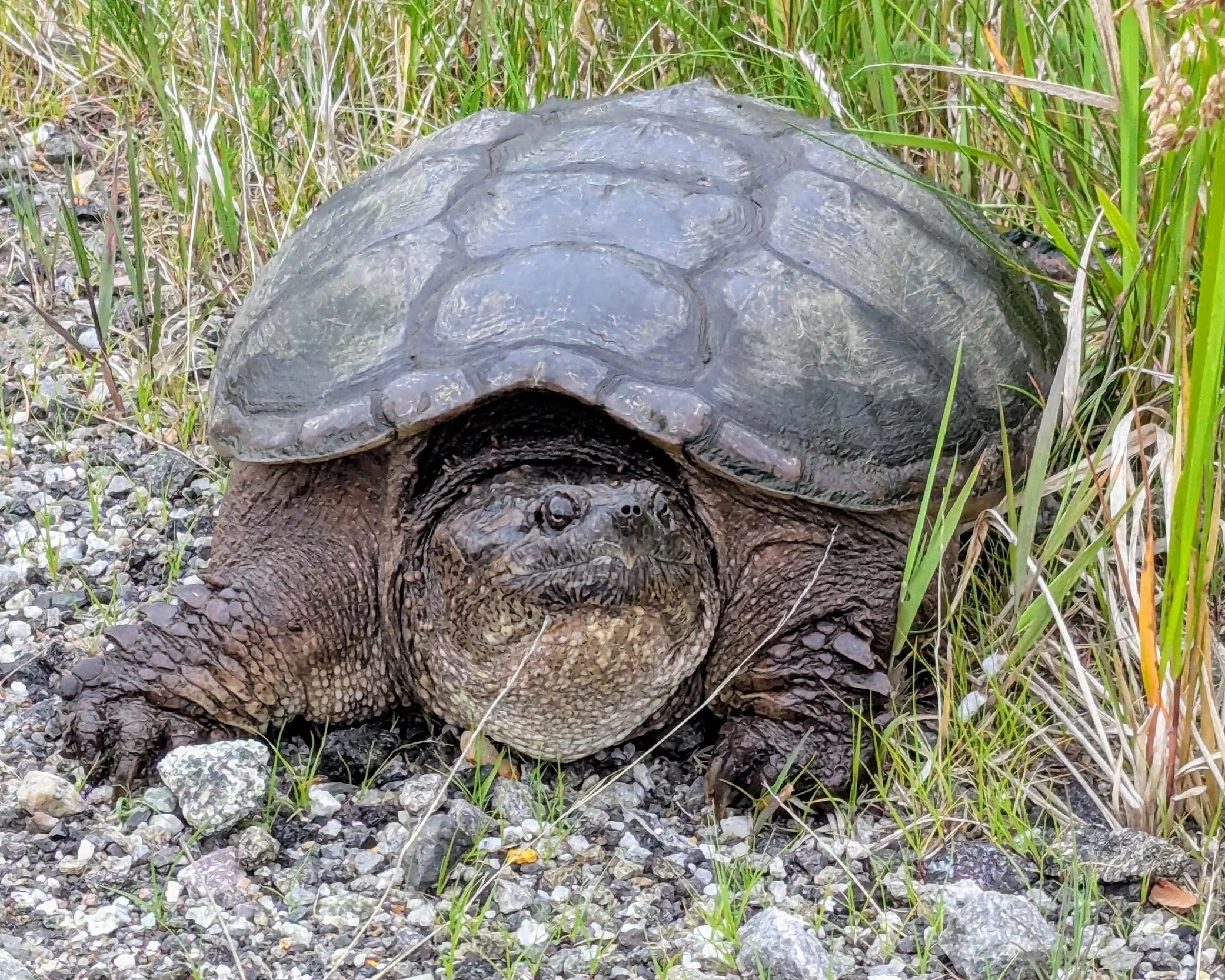 Do Snapping Turtles Eat Loon Chicks?