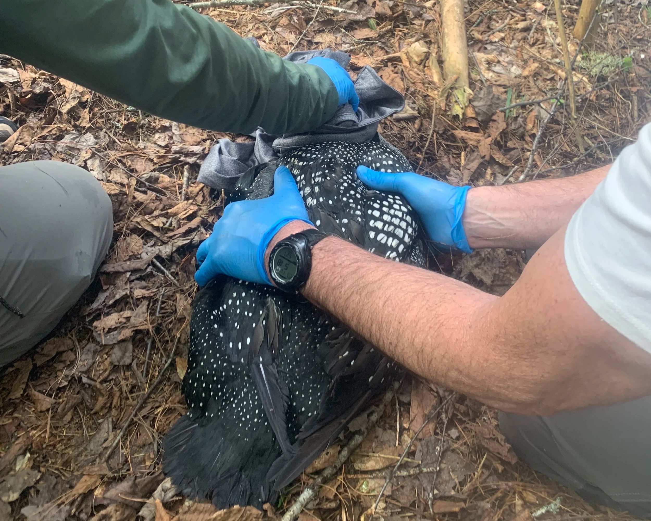 Little Green Pond Loon Rescue