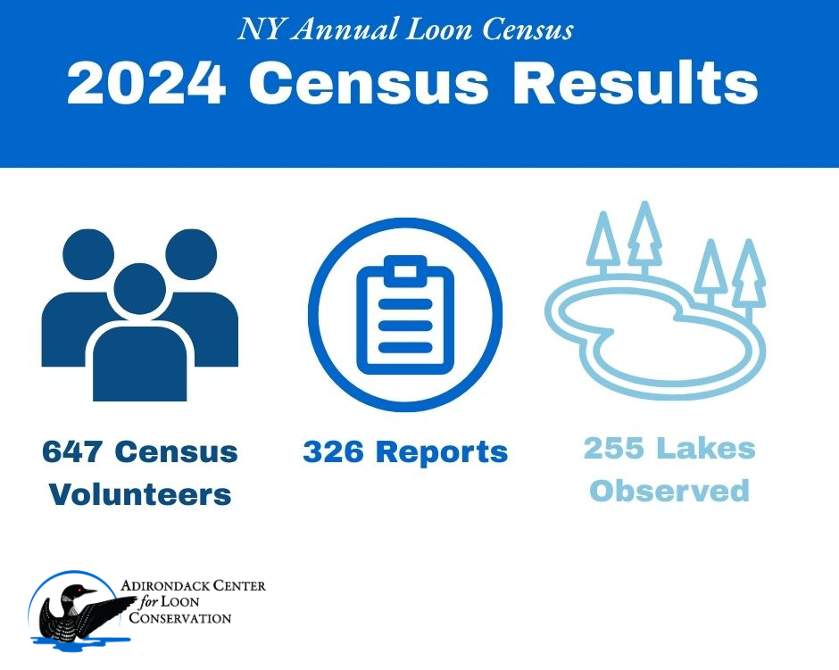 2024 Loon Census Results