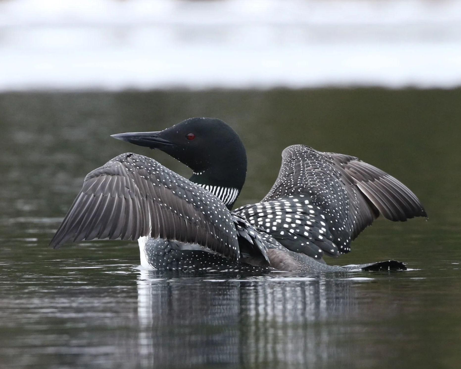 Ice Out &amp; Drama at “Loon Pond”