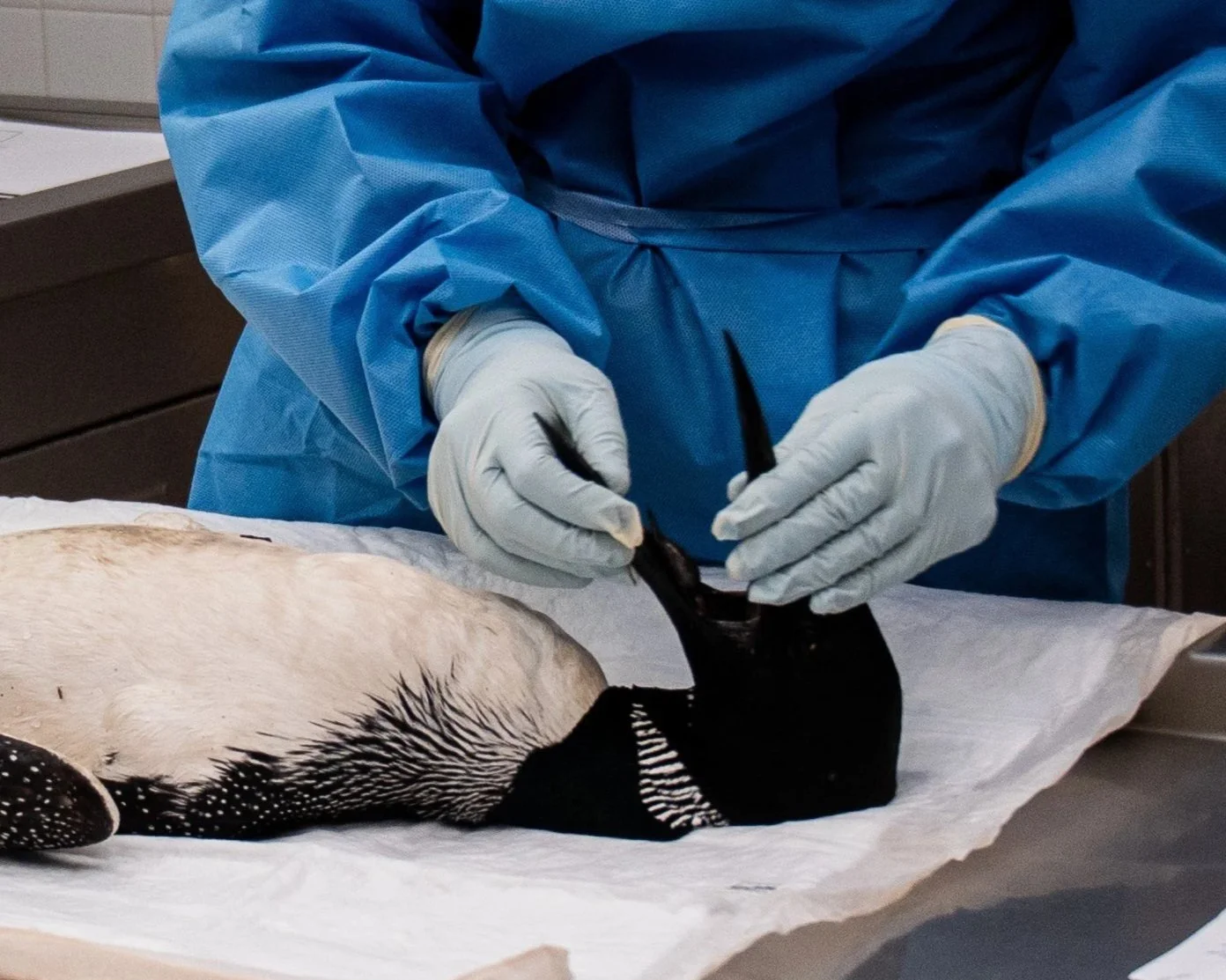 Avian Influenza &amp; Loons: What Do We Know?