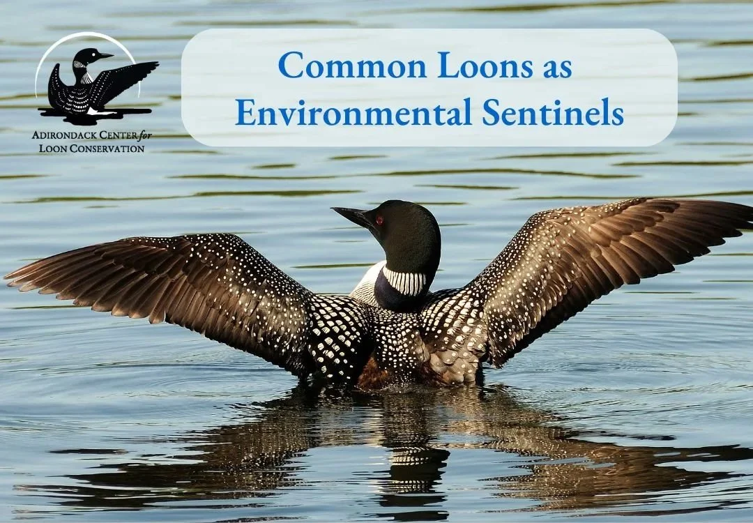 Presentation: Common Loons as Environmental Sentinels 