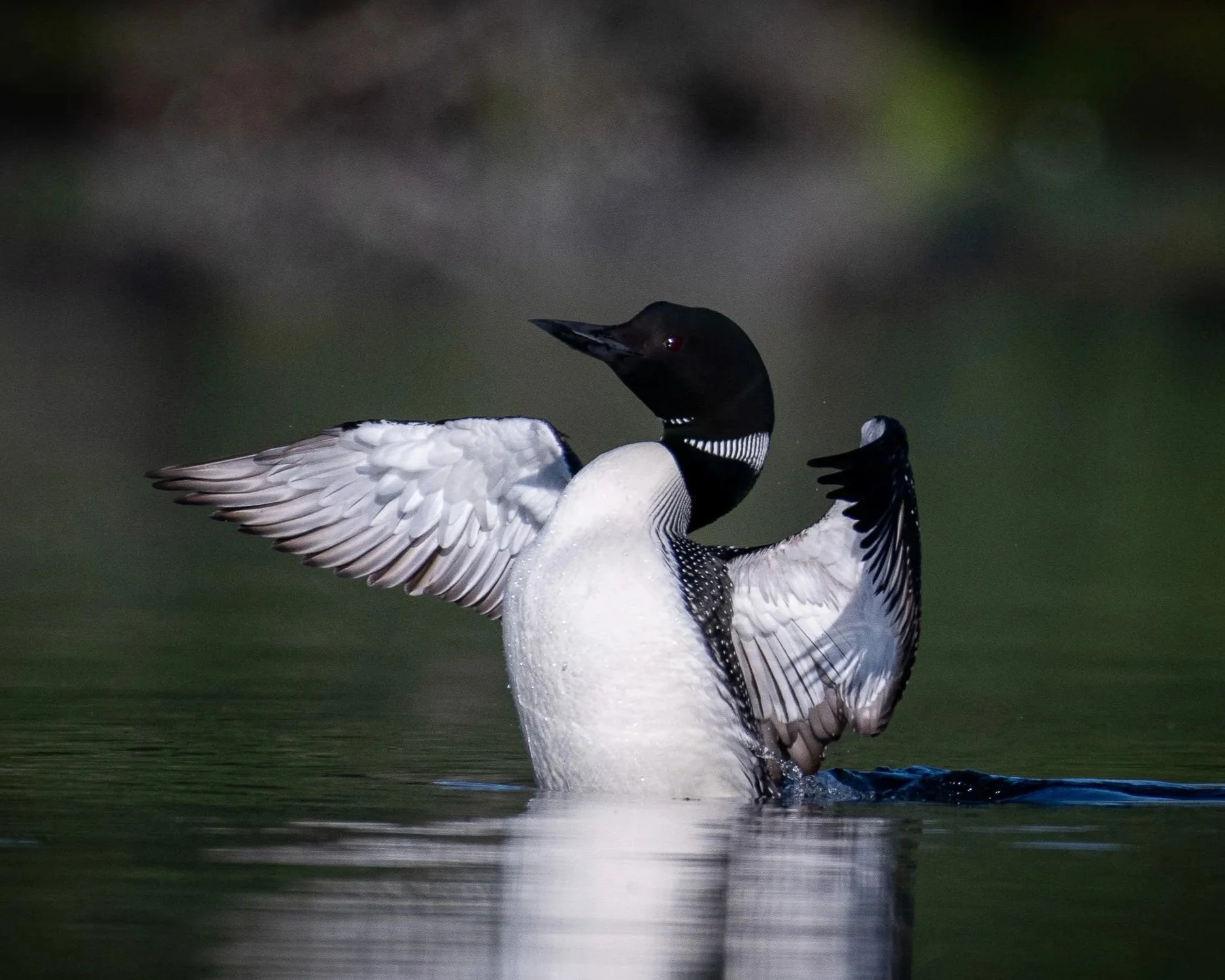 Guide to Common Loon Behaviors