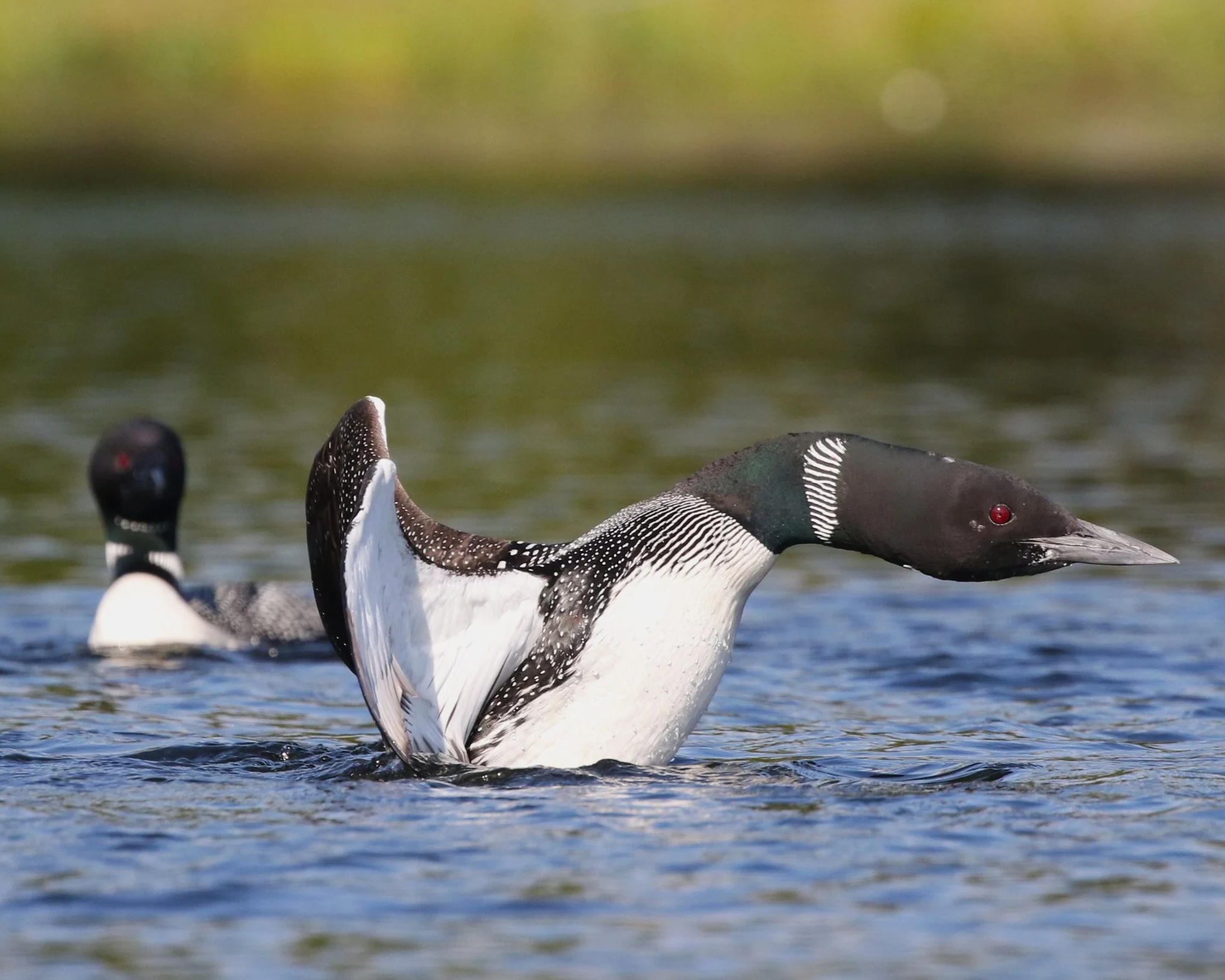 Dramatic Summer on “Loon Pond”