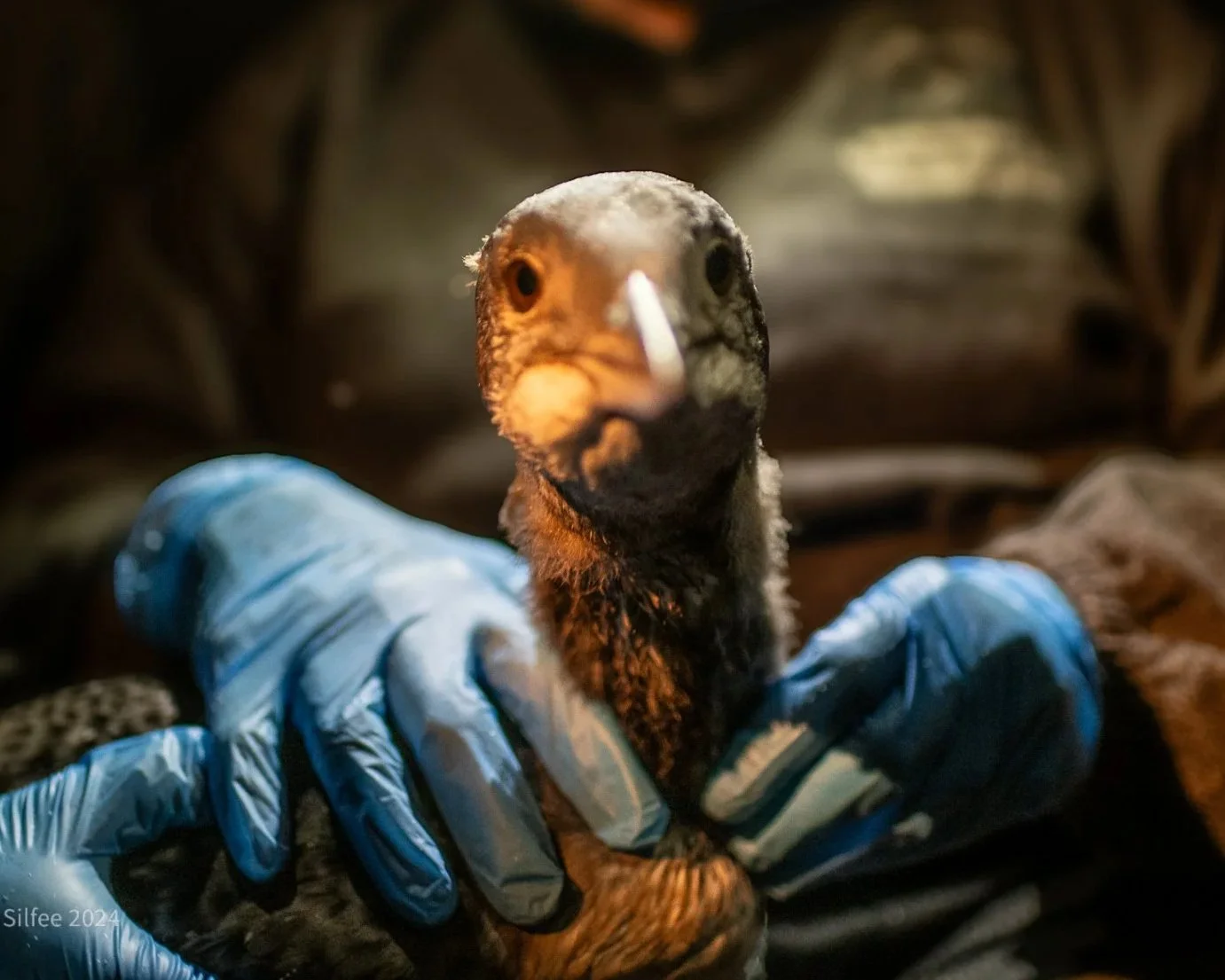 A Look at Loon Banding Week
