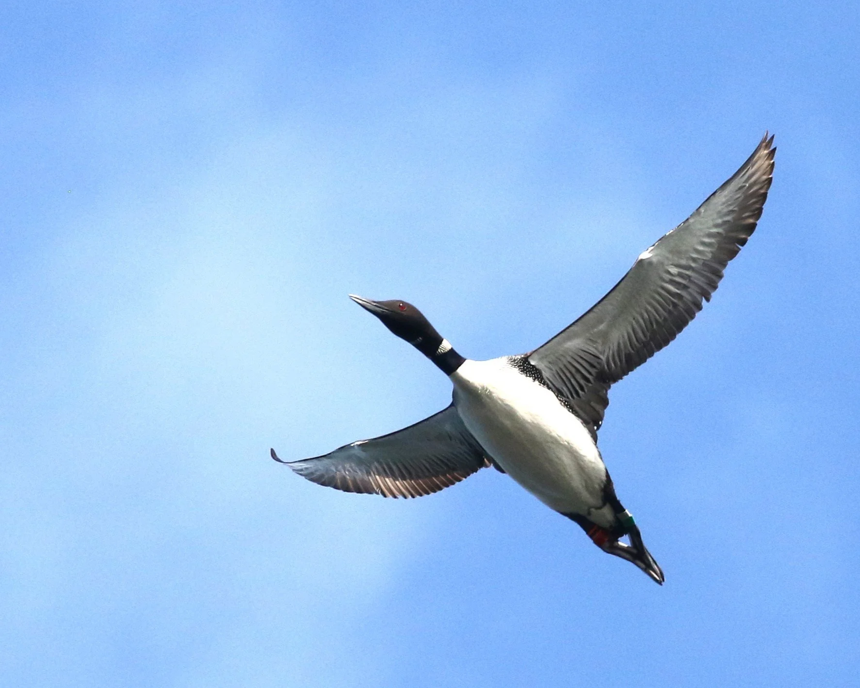 Linnaea Comes Home: Rescued Loon Returns