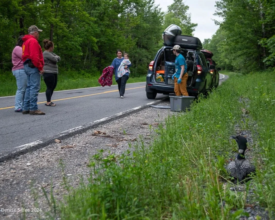 Grounded Loon Rescue on Bradley Pond Rd