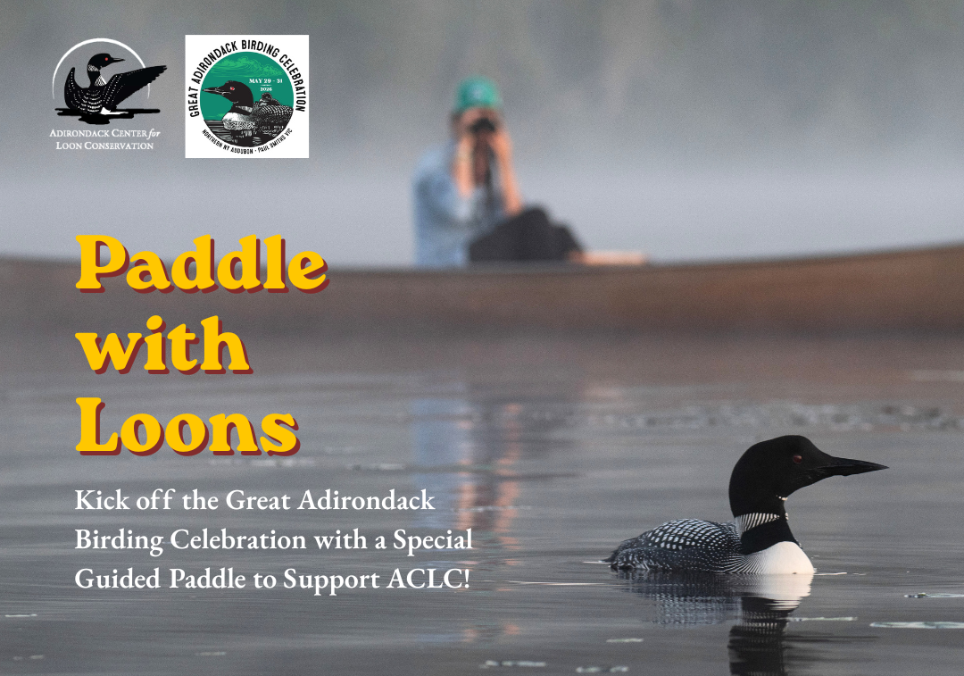 Guided Paddle for Great Adirondack Birding Celebration Kick-off