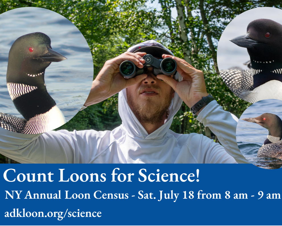 NY Annual Loon Census 