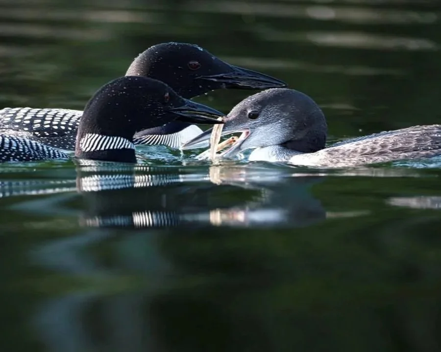 Photographing Loons with Glenn Smith