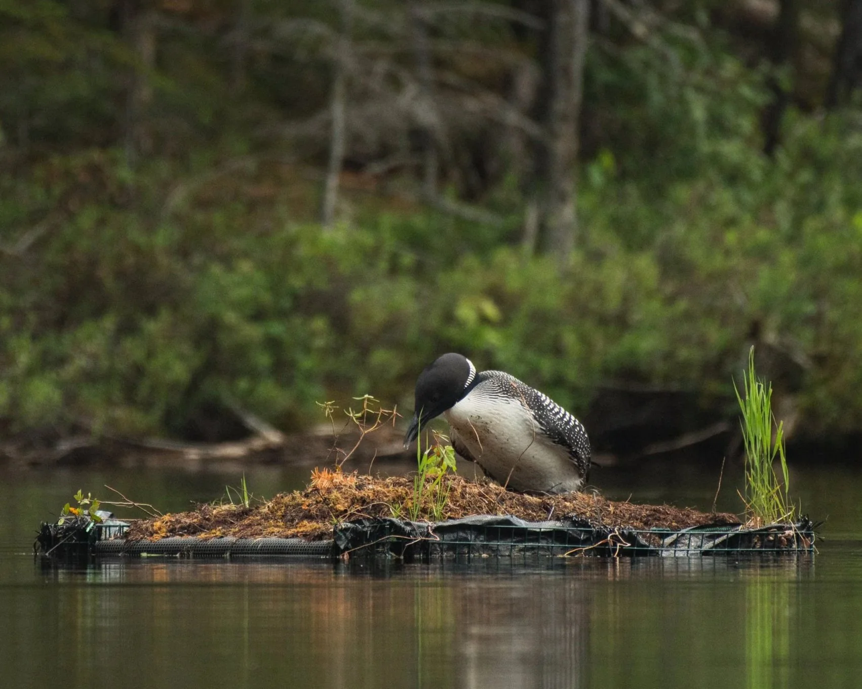 Dispatch from Loon Cove: To See a Place