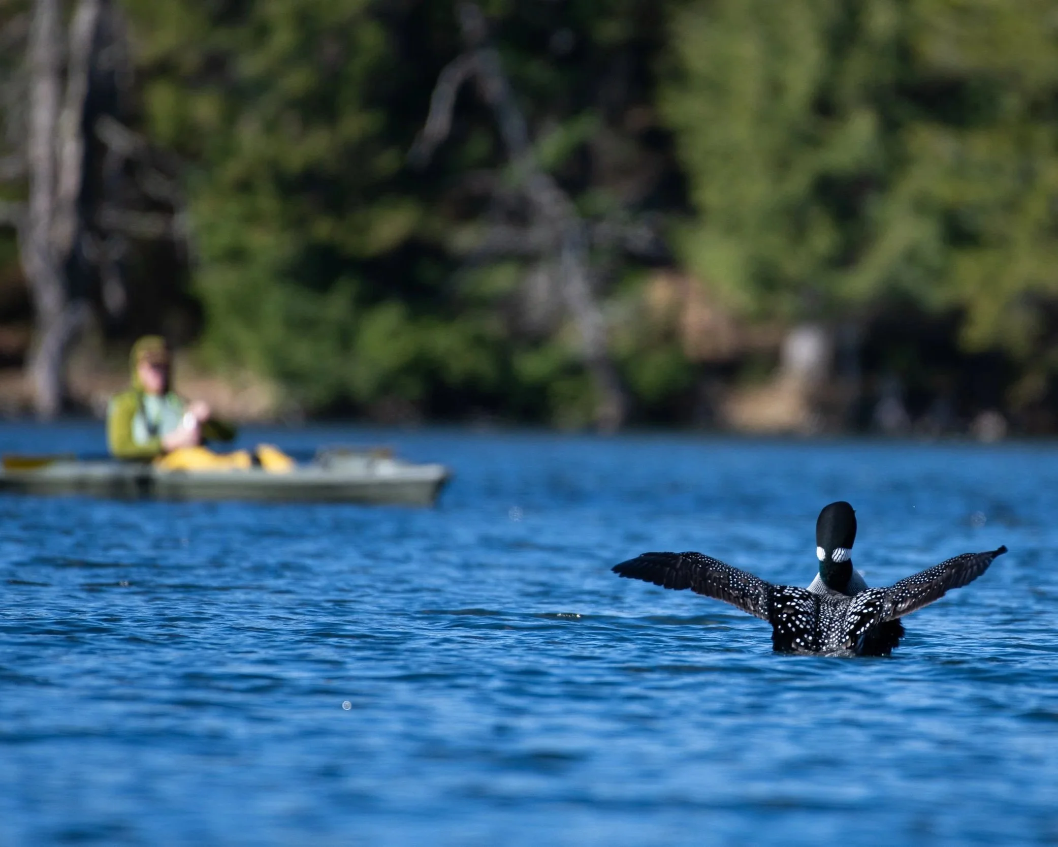 Record Loon Sightings with New Online Tool