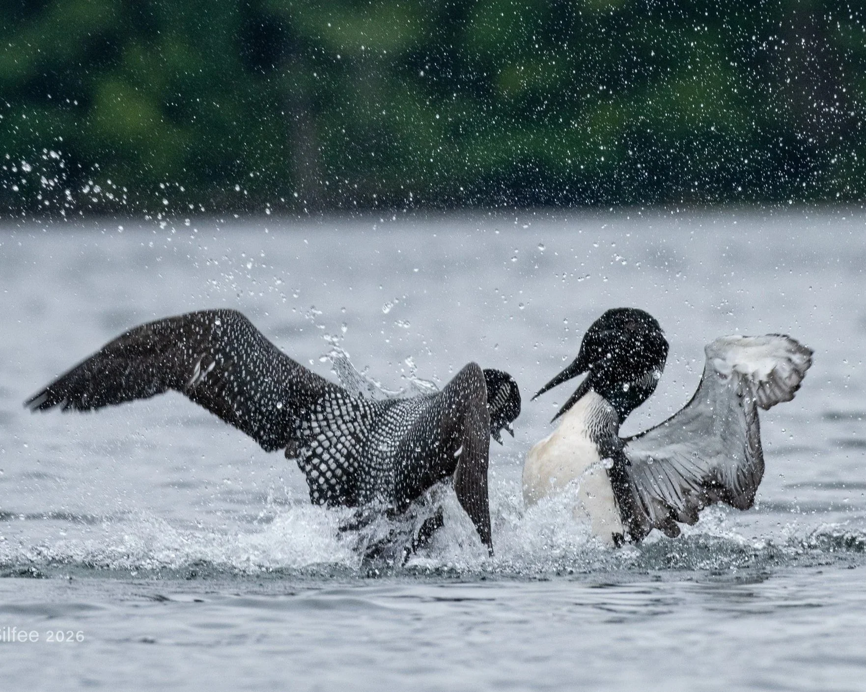 Loon Drama on “Lake Whatsit” 