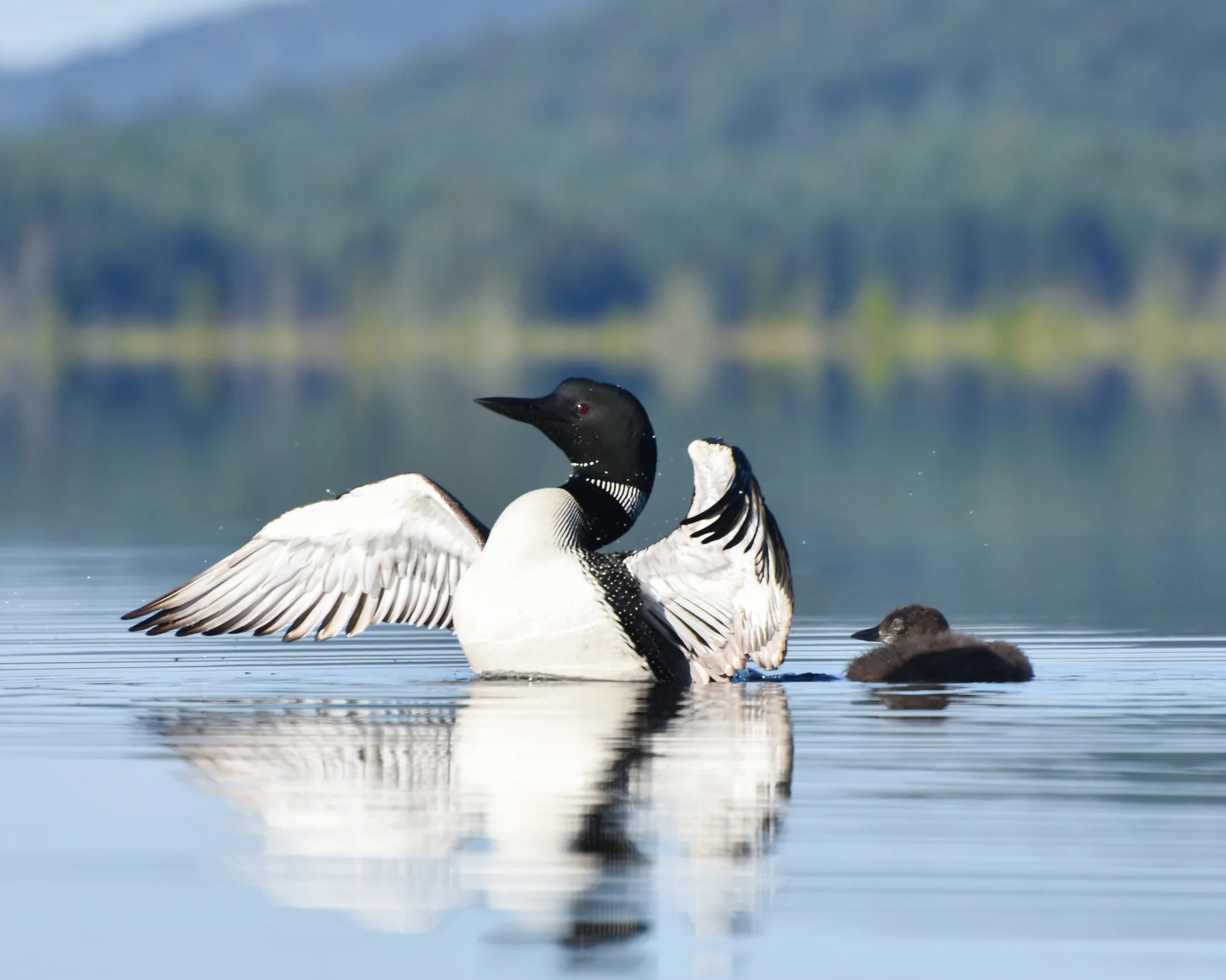 Dreaming of Loons: A Summer on the Big Lake
