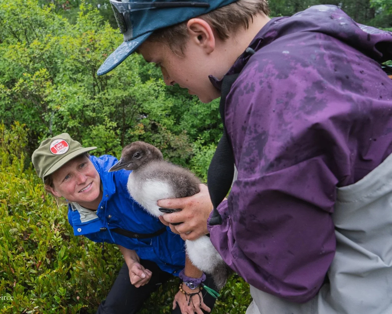 Loon Chick Rescued on Road
