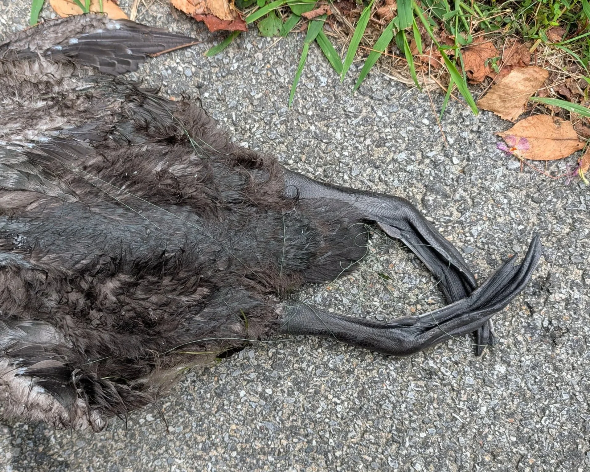 Hard Reality: Fishing Line Harms Wildlife