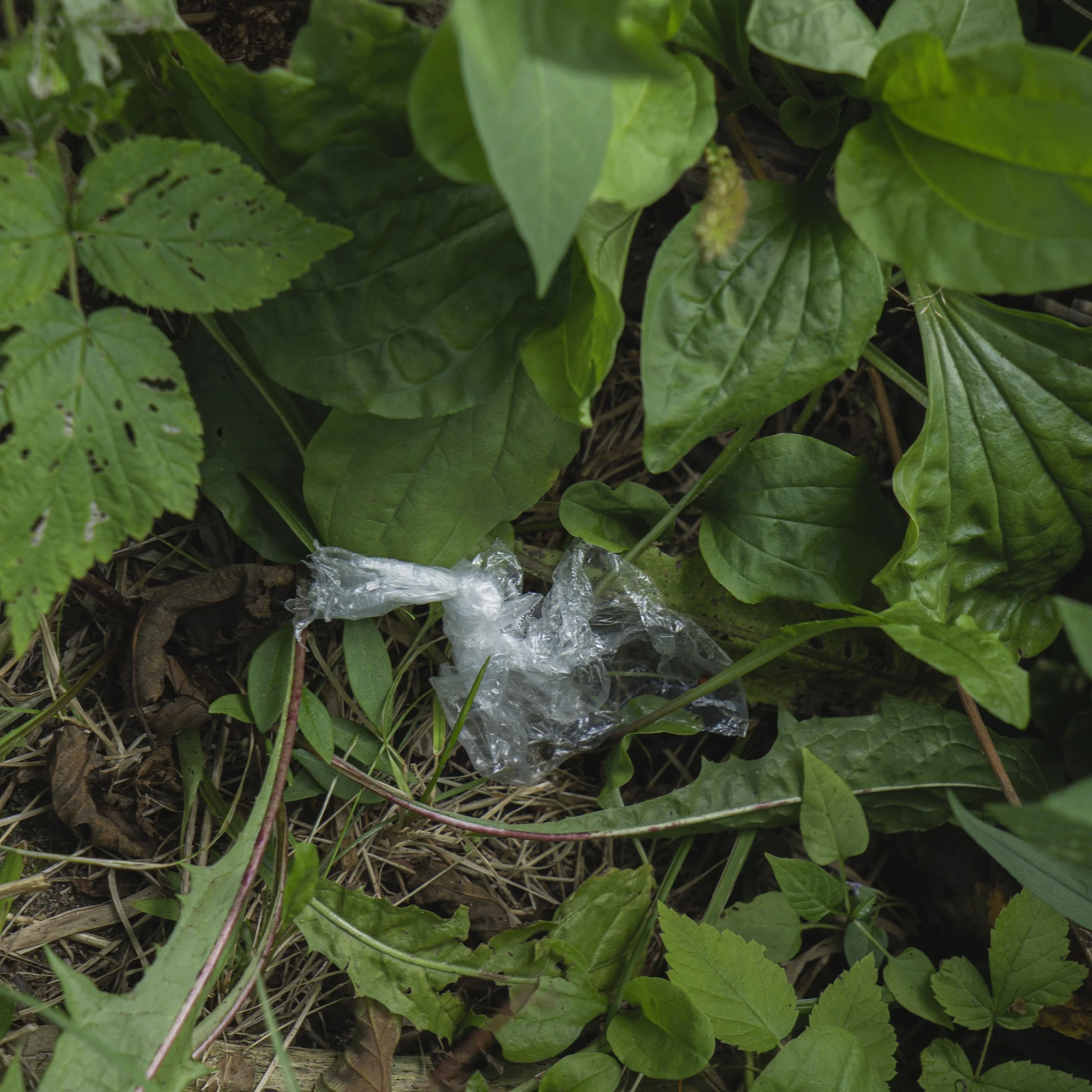 2026.09.07_cpeirce_plasticwaste0014.jpg