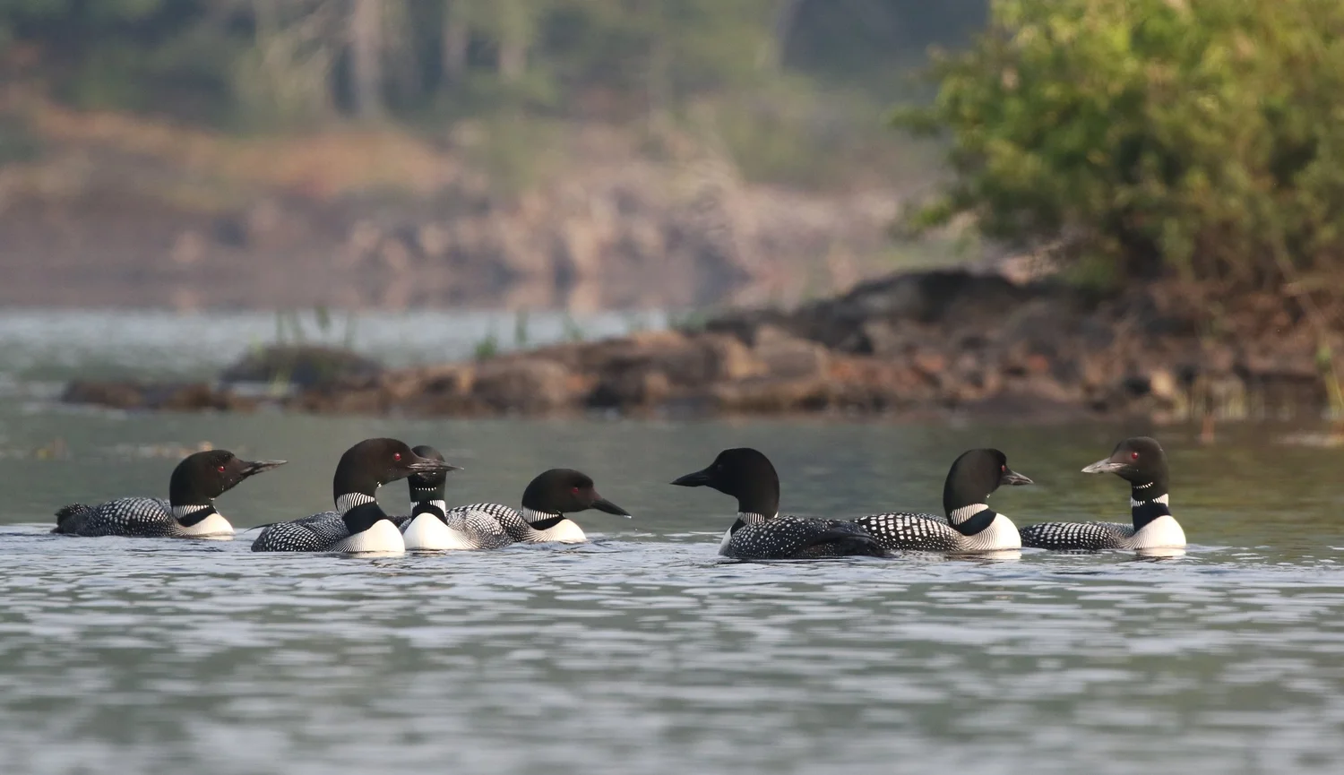 Loon Facts | Protect Loon Habitats Today — Adirondack Center for Loon ...