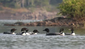 Loon Facts | Protect Loon Habitats Today — Adirondack Center for Loon ...