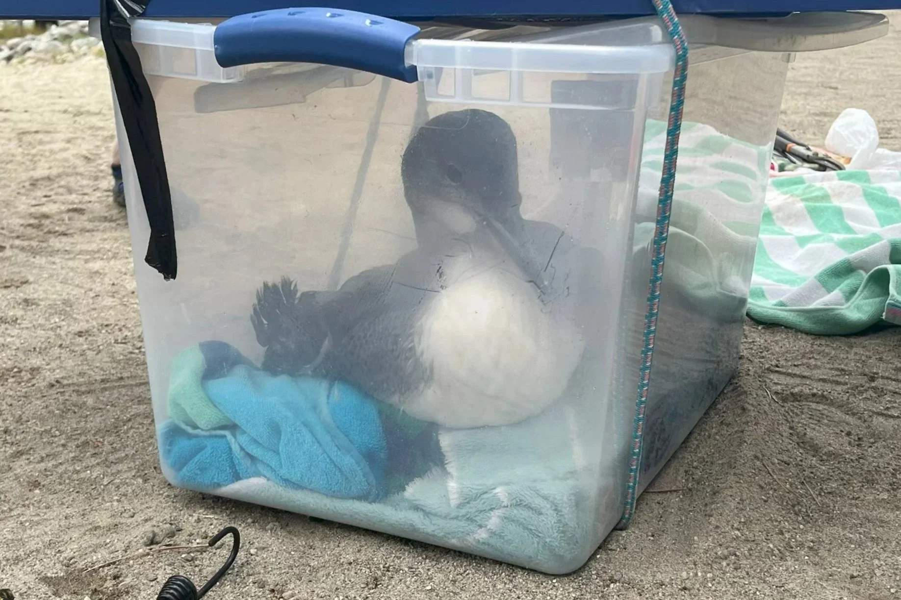Rescue: Schroon Lake Loon Tangled in Line — Adirondack Center for Loon ...