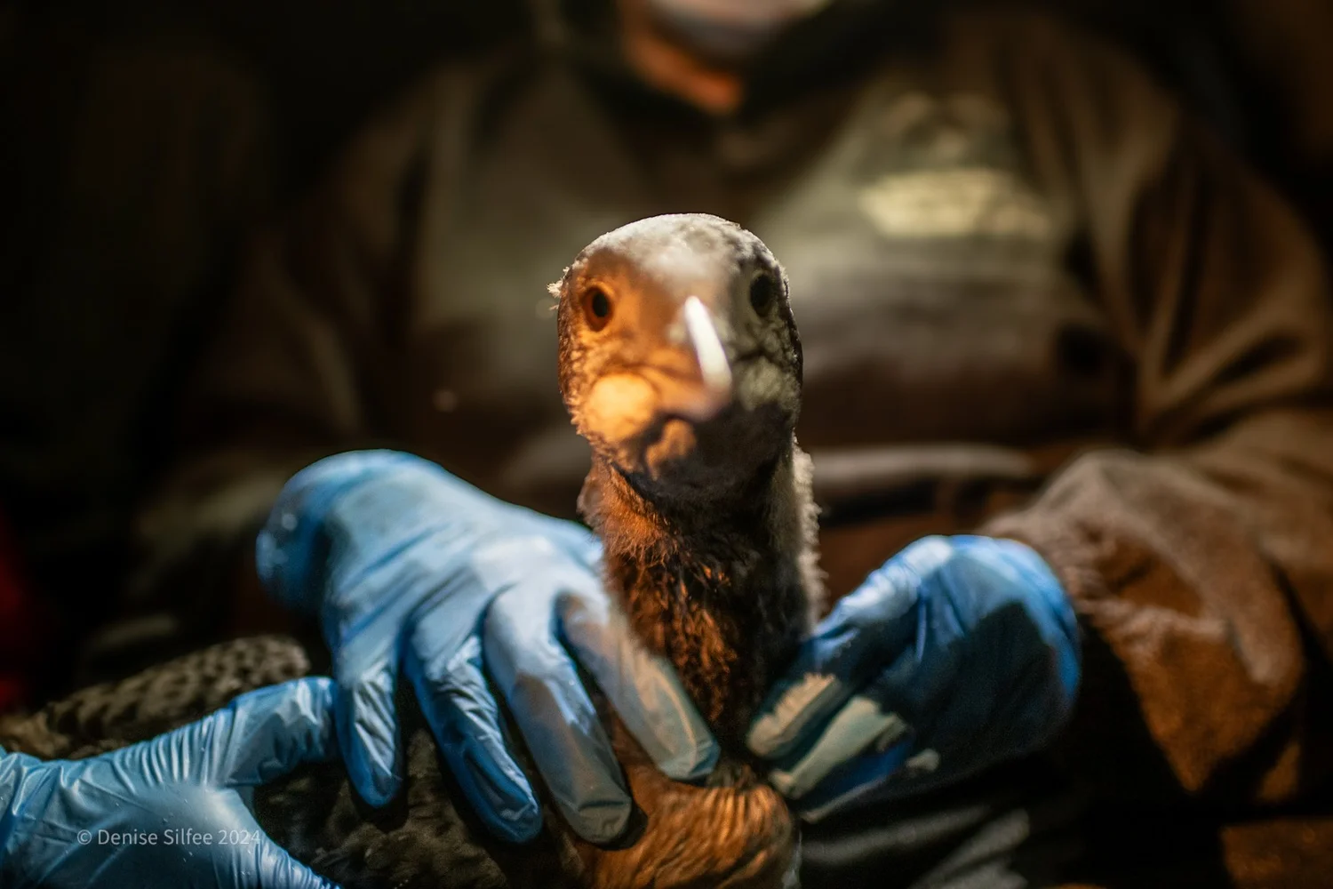 Adirondack Center for Loon Conservation | Protect Loons Today — Join ...