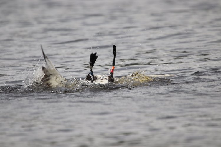 Loon Reality Loon Facts | Protect Loon Habitats Today — Adirondack Center for Loon ...