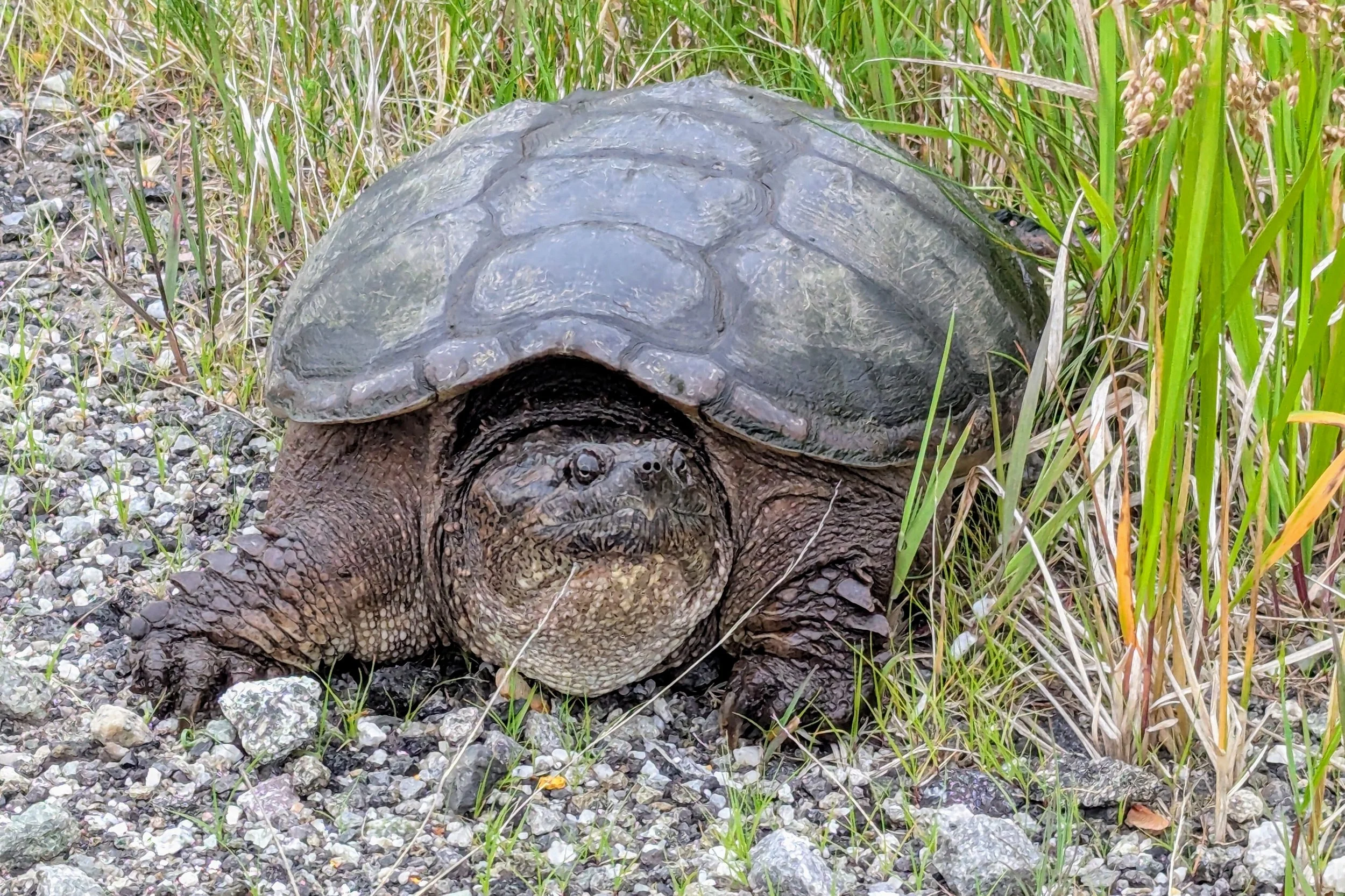 Do Snapping Turtles Eat Loon Chicks? — Adirondack Center for Loon ...