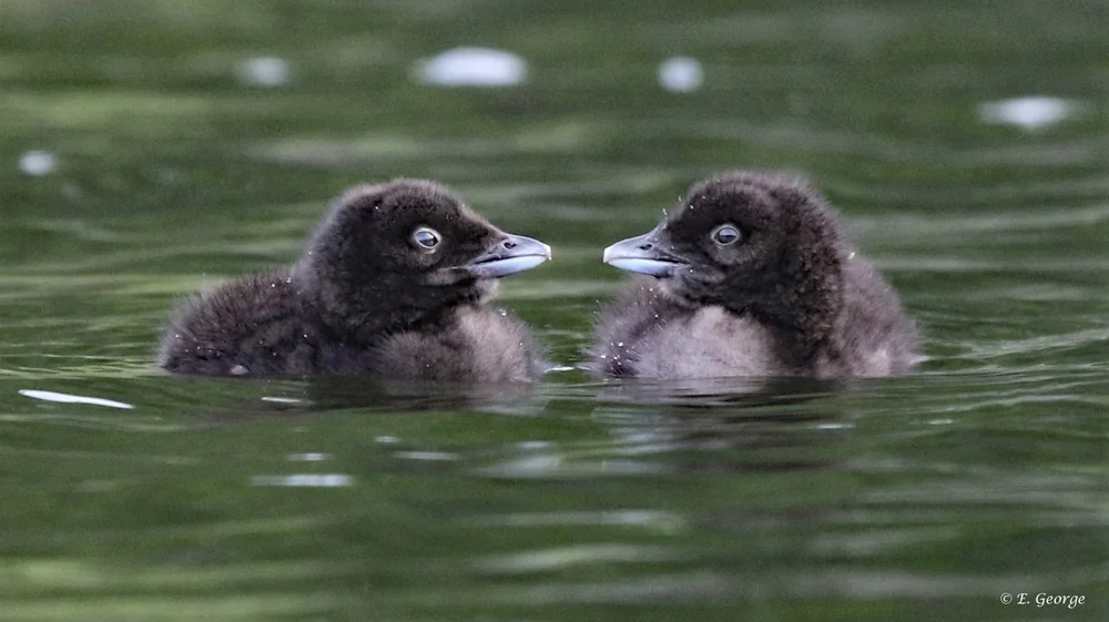 Loon Facts | Protect Loon Habitats Today — Adirondack Center for Loon ...