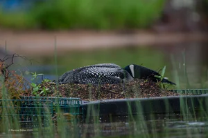 Loon Reality Loon Facts | Protect Loon Habitats Today — Adirondack Center for Loon ...