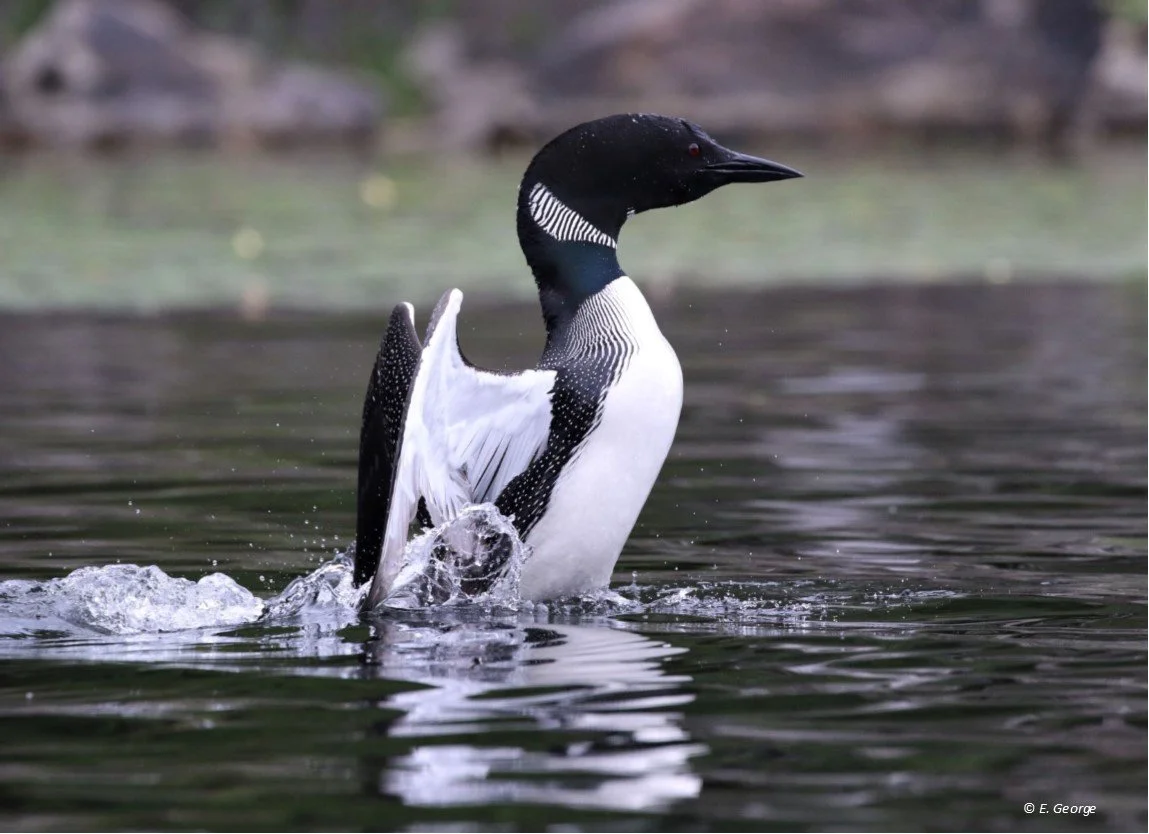 Loon Facts | Protect Loon Habitats Today — Adirondack Center for Loon ...