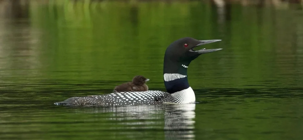 Loon Facts | Protect Loon Habitats Today — Adirondack Center for Loon ...