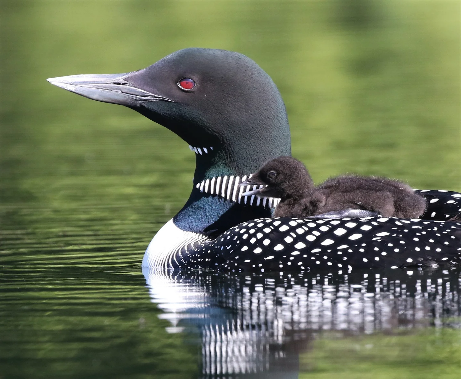 Loon Facts | Protect Loon Habitats Today — Adirondack Center for Loon ...